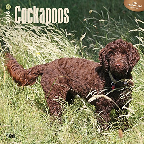 Cockapoos - 2016 Calendar 12 x 12in