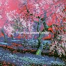 Tropical Brainforest