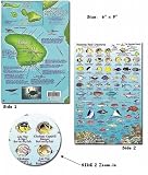 Lanai Hawaii Reef Fish and Creature Guide