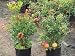 Punica granatum nana or Dwarf Pomegranate tree 20 seeds