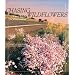 Chasing Wildflowers