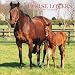 Horse Lovers 2007 Calendar
