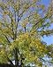 Photographic Prints of Black Walnut Tree from Ardea Wildlife Pets