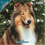 Collie 2010 Wall Calendar #10030-10