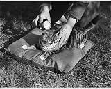 Photographic Prints of Cat Flea Powder from Mary Evans