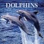 Dolphins 2001 Calendar