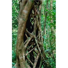 photographie The strangler fig of the Daintree National Park, the fig kills the tree within causi...
