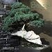 Bonsai 2006 Calendar