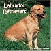 Labrador Retrievers 2007 Calendar