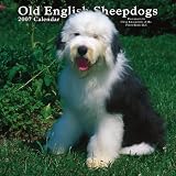 Old English Sheepdogs 2007 Calendar
