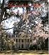 Savannah Style: Mystery and Manners