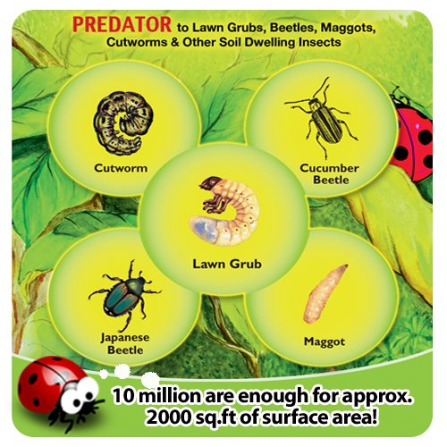10 Million Live Beneficial Nematodes Hb - Good Bugs