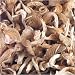 Gourmet Food : Oyster Mushroom Slices 16 oz.