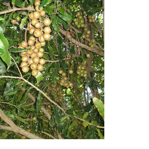 Get Cheap Hawaiian Macadamia Nut Tree 10 Seeds Great Prices