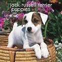 Jack Russell Terrier Puppies 2007 Mini Calendar