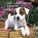 Jack Russell Terrier Puppies 2007 Mini Calendar