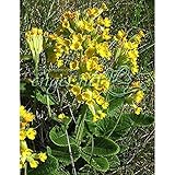 プリムラ：ベリス 3号ポット 3株セット[黄色い西洋サクラソウ・カウスリップ]