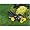 Yard-Man - 12B-569Q755 - 2