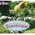 How To Make a Scarecrow: Band 00/Lilac (Collins Big Cat)