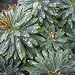 Euphorbia Tiny Tim
