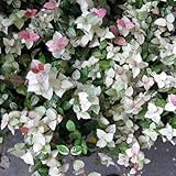 ハツユキカズラ3号ポット6株セット