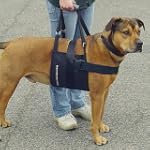 Hunde-Tragehilfe "Beppo" - M Tragunte...