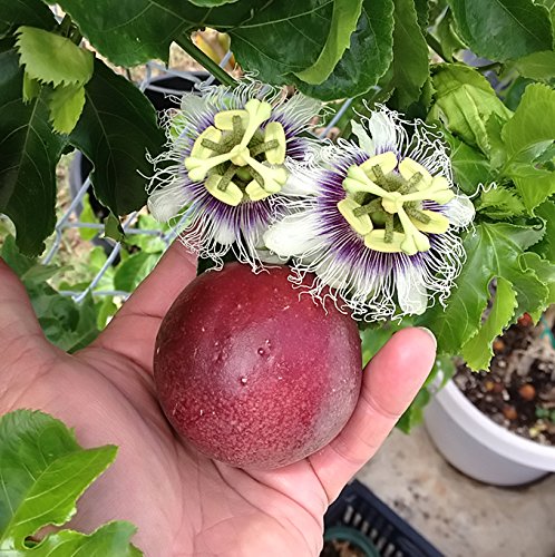 Passiflora 'Red Rover' - Edible Purple Passion Flower Fruit Vine - Live Plant