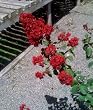 Red Rocket Crape Myrtle Five Gallon Plant