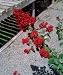 Red Rocket Crape Myrtle Five Gallon Plant