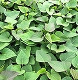 鹿児島産安納芋の苗10本セット