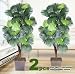TWO 6' Fan Palm Artificial Trees with 5 Heads, with No Pot