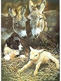 Border Collie Lamb & Donkeys Christmas Cards