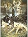Border Collie Lamb & Donkeys Christmas Cards