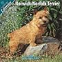 Norwich/Norfolk Terrier 2010 Wall Calendar #10115-10