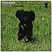 Cockapoo 2015 Wall Calendar