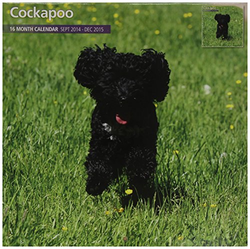 Cockapoo 2015 Wall Calendar