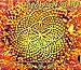 M-phazes-The Flower of Life [RARE]