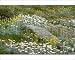 Photographic Prints of JPF-14129 Spring flowers - Snow daisies and Billy Buttons (Celmisia, Craspedia) from Ardea Wildlife Pets