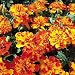 Tagetes Bonanza Bolero, Saatgut, 1 Portion, mehrfarbig