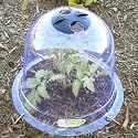 Small Garden Cloche Plant Cover (10 Pack) - Protects Vegetable Seedlings and Garden Flowers From Frost, Insects, Rabits and Rodents. Greenhouse Warmth Helps Grow Faster. Steel Ground Pegs Included.