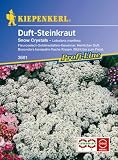 Eigenschaften Kiepenkerl - Blumen-Saatgut  / Lobularia maritima Duft-Steinkraut Snow Crystals