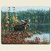 Black Bay Moose 10