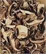 Portobello Mushrooms