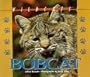 Wildcats of North America - Bobcat