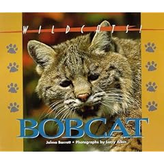 Wildcats of North America - Bobcat