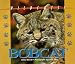 Wildcats of North America - Bobcat