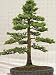 Jigsaw Puzzle of BONSAI TREE JAPANESE LARCH LARIX KAEMPFERI FORMAL UPRIGHT STYLE from Garden World Images
