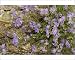 Photographic Prints of An arctic Jacobs Ladder from Ardea Wildlife Pets