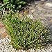 Eleocharis radicans, Toe Tickling Grass, Miniature Rush, 3