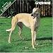 Greyhound 2007 Wall Calendar